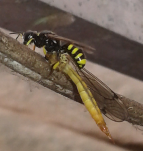 Crabronidae con preda (dittero Tipulidae): Ectemnius sp.